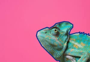 A green and blue chameleon with orange spots outlined in blue sits against a solid pink background in the lower right corner, perfect for Printing or creative projects by Onyx Graphics.